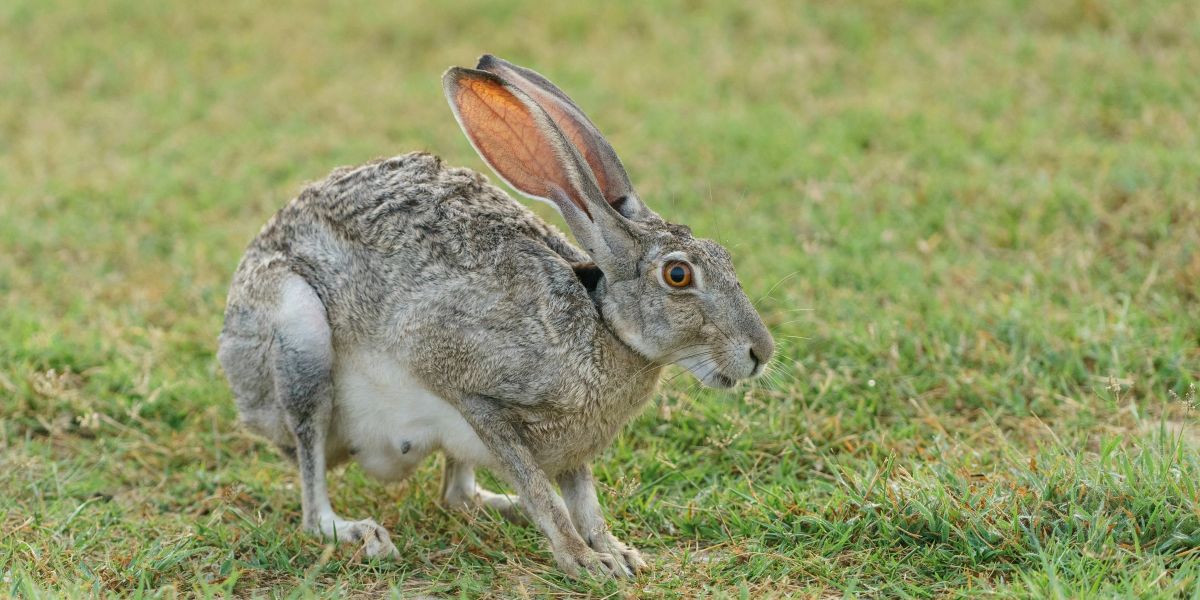 rabbit